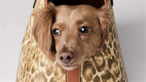 celine pet denim prijs|Celine Just Dropped a New Collection of Luxurious Pet Accessories.